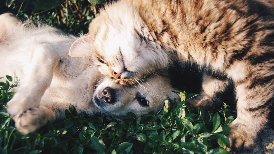 Perro y gato tumbados en un prado - seguro de salud para animales