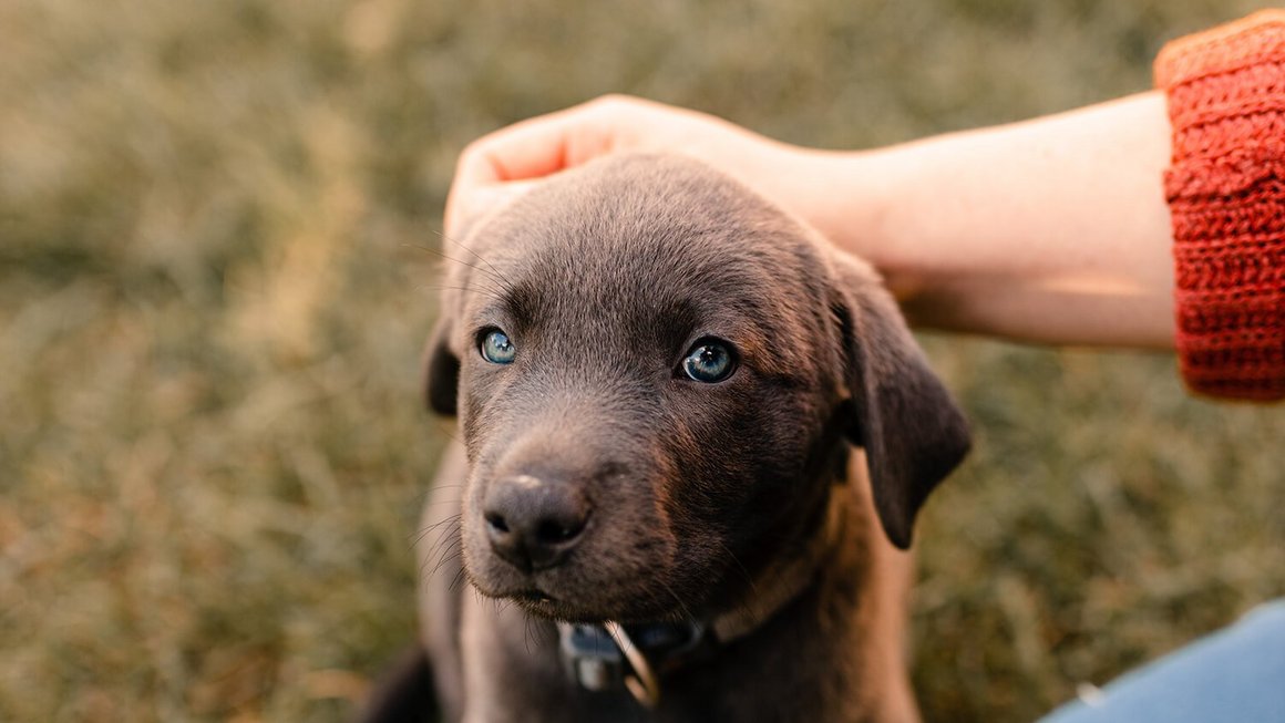 Caricias a un perrito - seguro de salud para perros