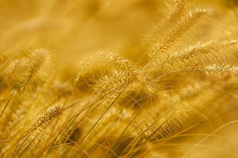 inversión en materias primas